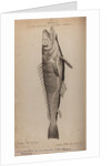 Hake by Unknown
