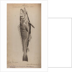 Hake by Unknown