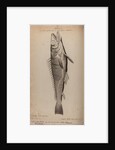 Hake by Unknown