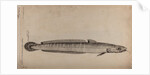 Common ling by Unknown