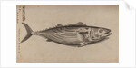 Bowfin by Unknown