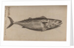 Bowfin by Unknown