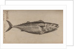 Bowfin by Unknown