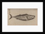 Bowfin by Unknown