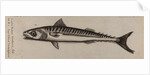 Atlantic horse mackerel by Unknown
