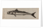 Atlantic horse mackerel by Unknown