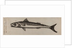 Atlantic horse mackerel by Unknown