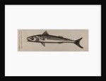 Atlantic horse mackerel by Unknown