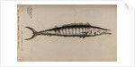 King mackerel by Unknown