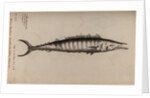 King mackerel by Unknown
