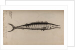 King mackerel by Unknown