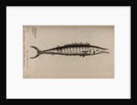 King mackerel by Unknown