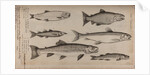 Various fish specimens by Unknown