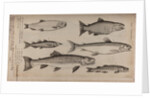 Various fish specimens by Unknown