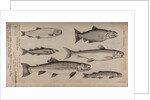 Various fish specimens by Unknown