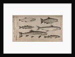 Various fish specimens by Unknown