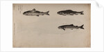 Three fish species by Unknown