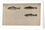 Three fish species by Unknown