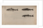 Three fish species by Unknown