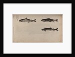 Three fish species by Unknown