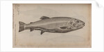 European carp by Unknown