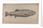 European carp by Unknown