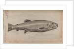 European carp by Unknown