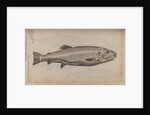 European carp by Unknown