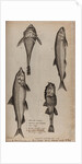 Various fish specimens by Unknown