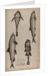 Various fish specimens by Unknown