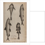 Various fish specimens by Unknown