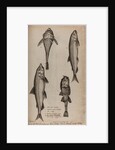Various fish specimens by Unknown