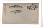 Various fish specimens by Unknown