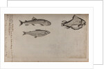 Various fish specimens by Unknown