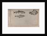 Various fish specimens by Unknown
