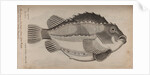 Lumpfish by Unknown