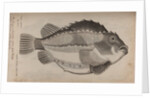 Lumpfish by Unknown