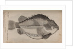 Lumpfish by Unknown