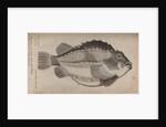 Lumpfish by Unknown
