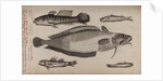 Various fish specimens by Unknown