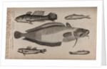 Various fish specimens by Unknown
