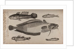 Various fish specimens by Unknown