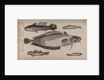 Various fish specimens by Unknown