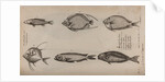 Various fish specimens by Unknown