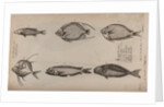 Various fish specimens by Unknown
