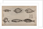 Various fish specimens by Unknown