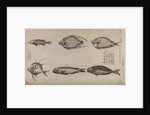 Various fish specimens by Unknown