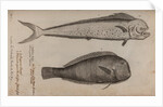 Dolphinfish and combfish by Unknown