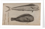 Dolphinfish and combfish by Unknown