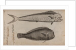 Dolphinfish and combfish by Unknown